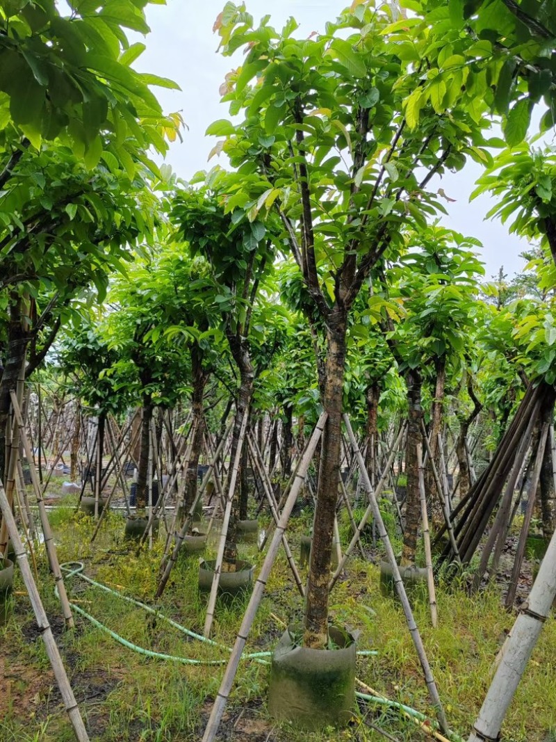 大叶紫薇10～13公分基地直销规格齐全欢迎老板来电