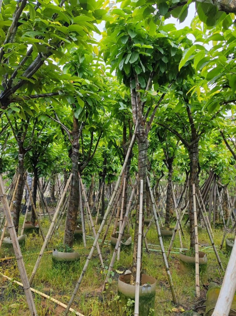 大叶紫薇10～13公分基地直销规格齐全欢迎老板来电