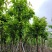 大叶紫薇10～13公分基地直销规格齐全欢迎老板来电