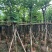 红花紫荆8～15公分基地直销规格齐全欢迎老板来电咨询