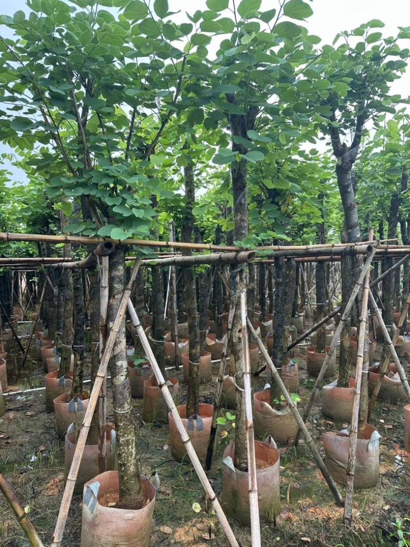 红花紫荆8～15公分基地直销规格齐全欢迎老板来电咨询