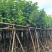 红花紫荆8～15公分基地直销规格齐全欢迎老板来电咨询