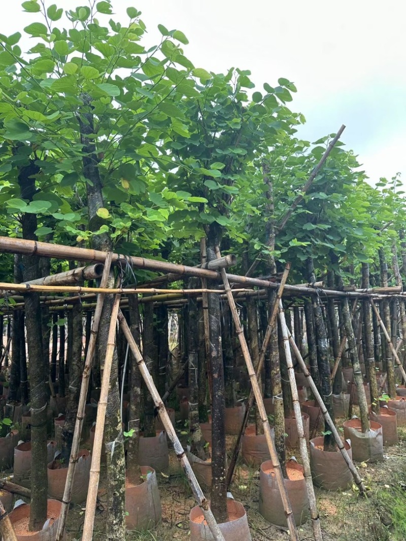 红花紫荆8～15公分基地直销规格齐全欢迎老板来电咨询