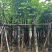 红花紫荆8～15公分基地直销规格齐全欢迎老板来电咨询