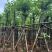 红花紫荆8～15公分基地直销规格齐全欢迎老板来电咨询