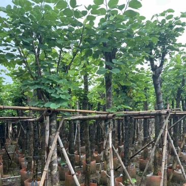 红花紫荆8～15公分基地直销规格齐全欢迎老板来电咨询