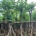 红花紫荆8～15公分基地直销规格齐全欢迎老板来电咨询