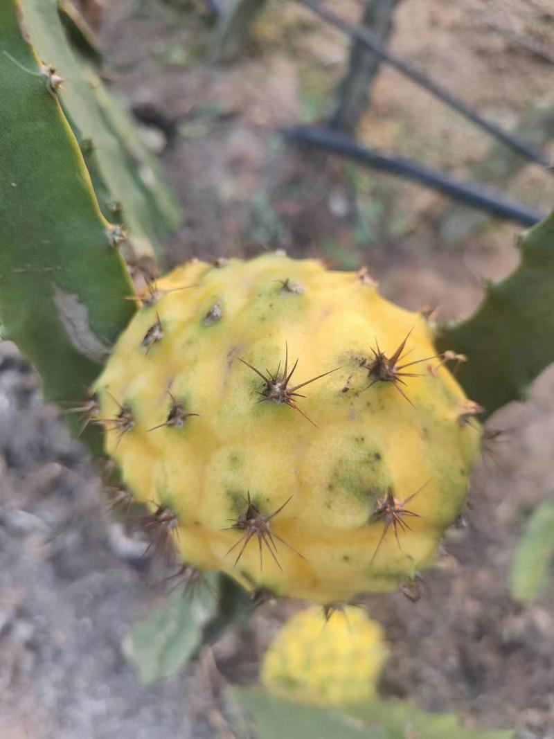 麒麟果，广东火龙果种植基地，一手货源保质保量欢迎来电咨询