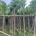 蓝花楹5～8公分基地直销规格齐全欢迎老板来电咨询合作