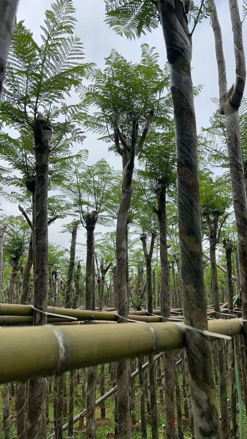 蓝花楹5～8公分基地直销规格齐全欢迎老板来电咨询合作