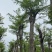 蓝花楹5～8公分基地直销规格齐全欢迎老板来电咨询合作