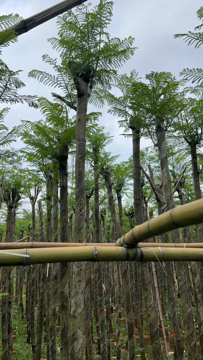 蓝花楹5～8公分基地直销规格齐全欢迎老板来电咨询合作