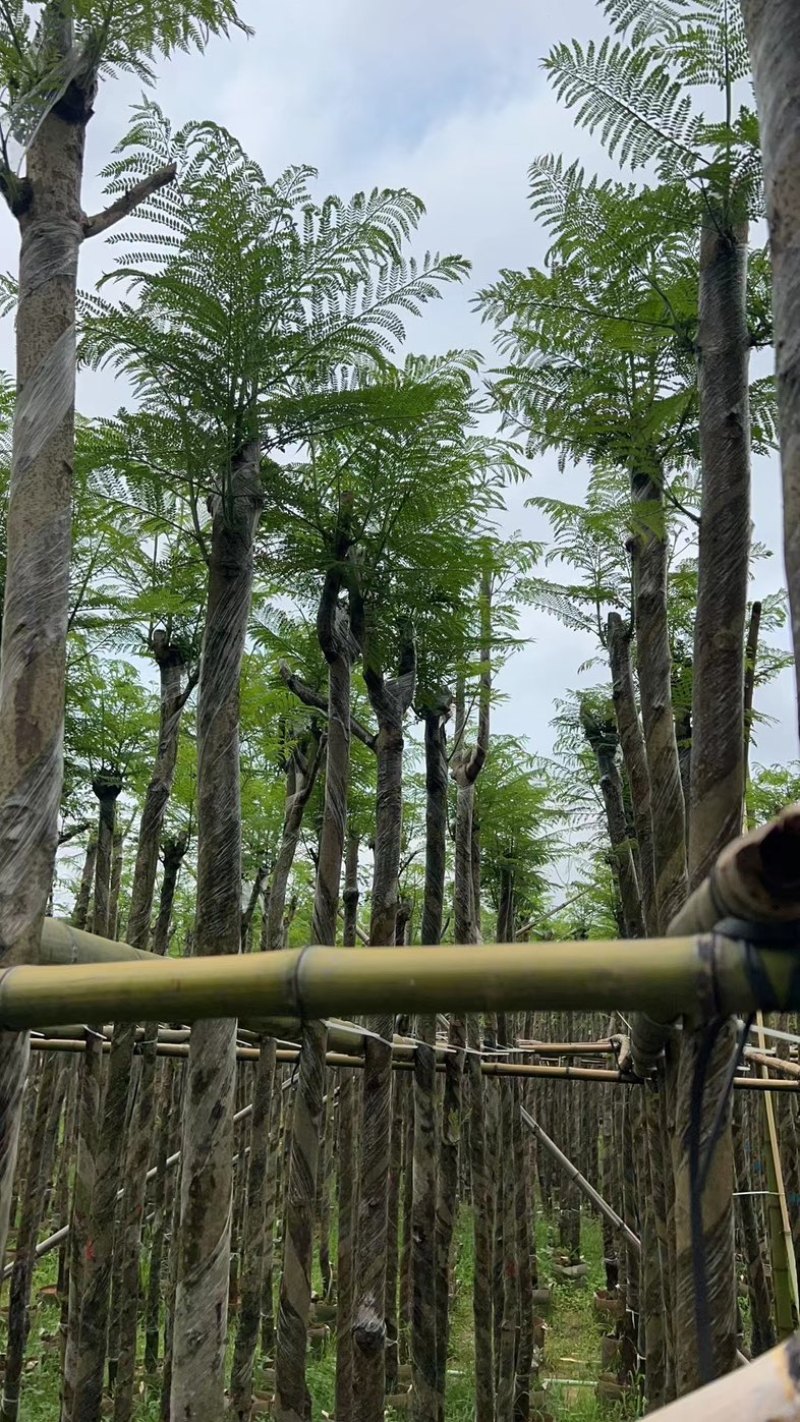 蓝花楹5～8公分基地直销规格齐全欢迎老板来电咨询合作