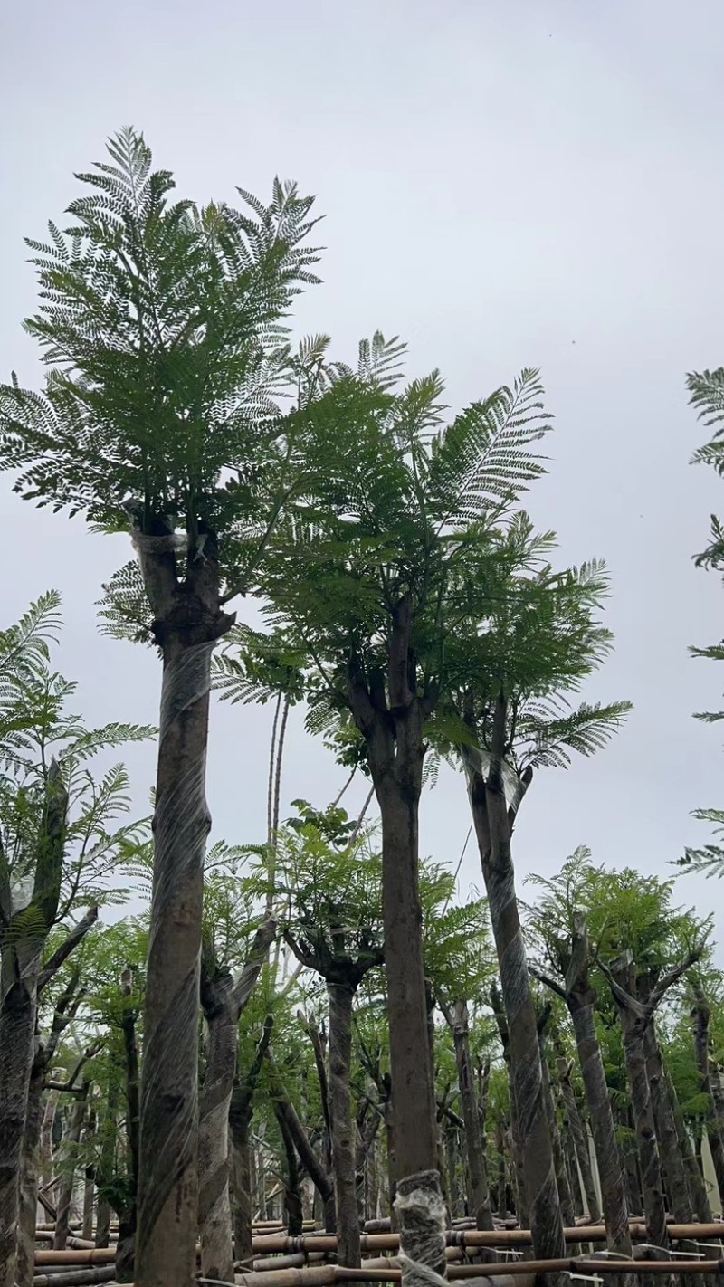 蓝花楹5～8公分基地直销规格齐全欢迎老板来电咨询合作