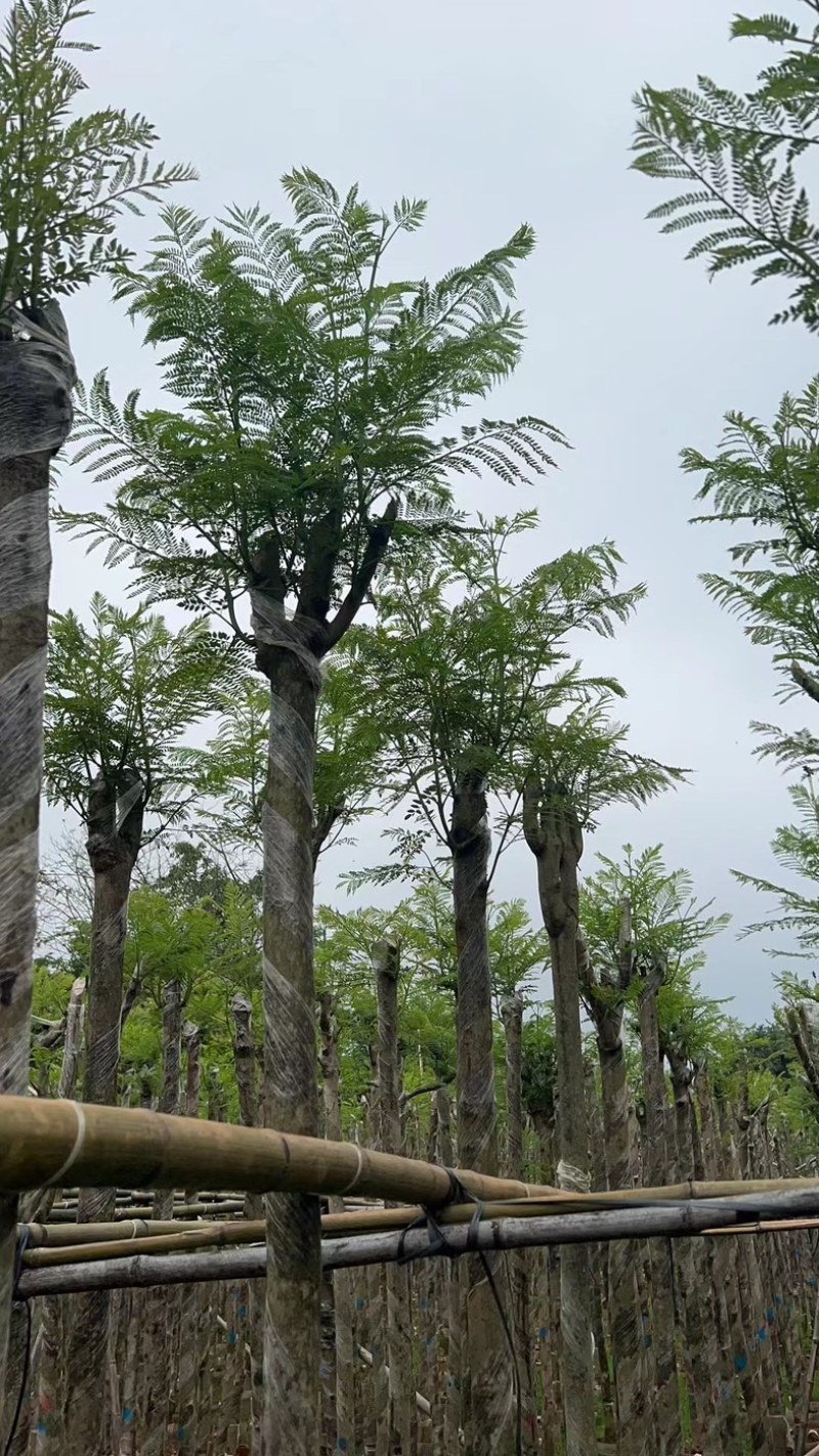蓝花楹5～8公分基地直销规格齐全欢迎老板来电咨询合作