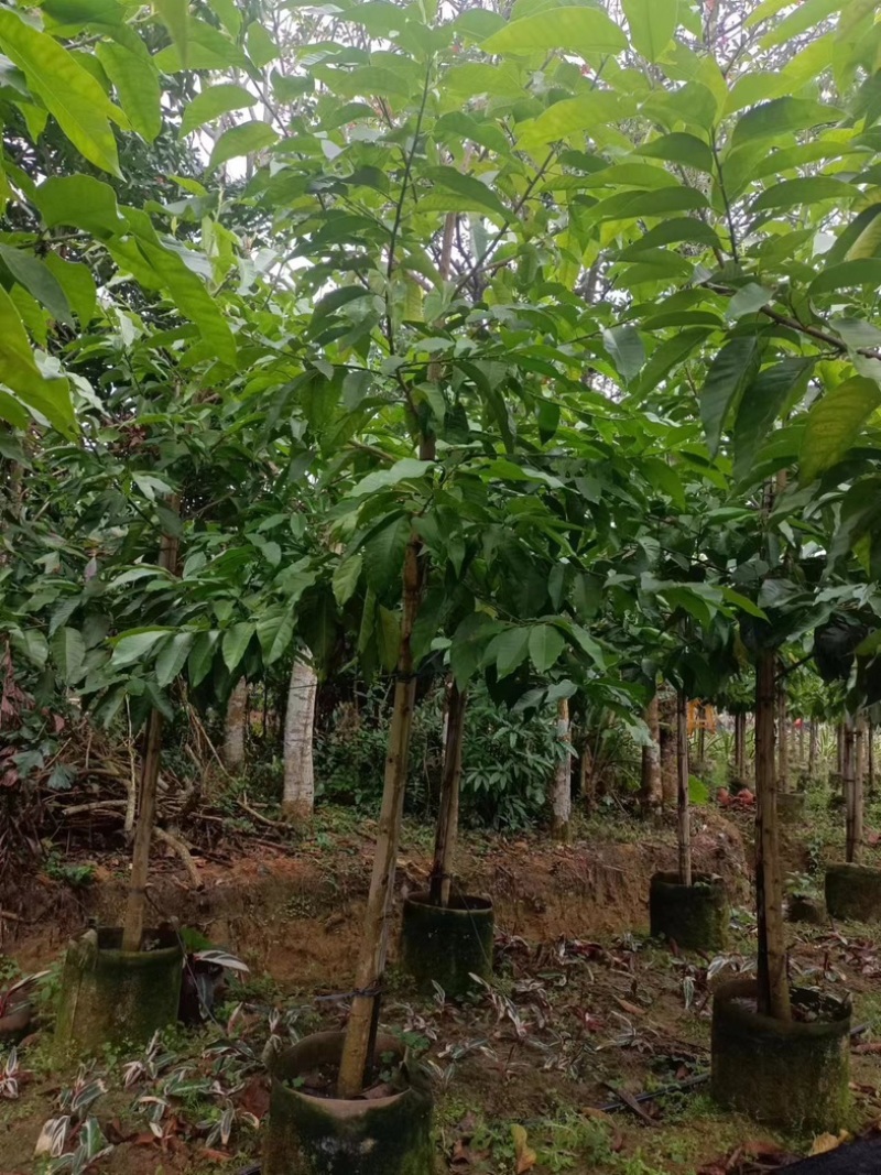 白玉兰5～8公分基地直销规格齐全欢迎老板来电咨询合作
