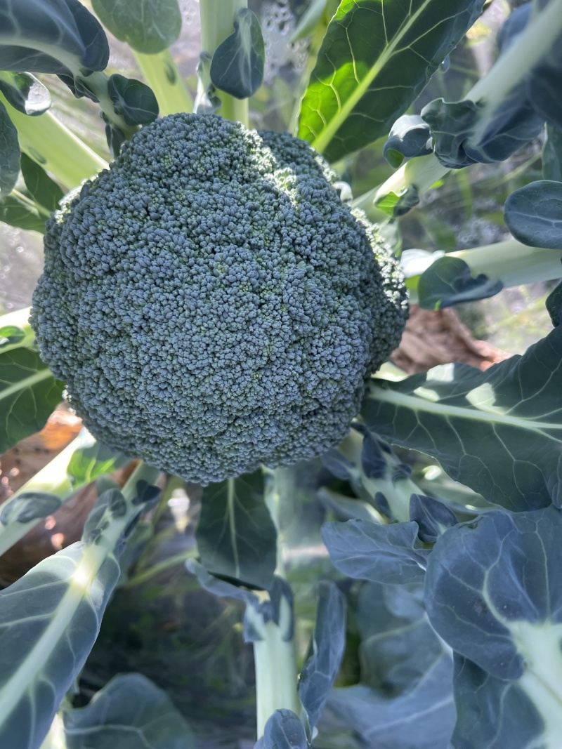 青秀西兰花种子杂交西蓝花种籽新品种抗病丰产基地专用春秋