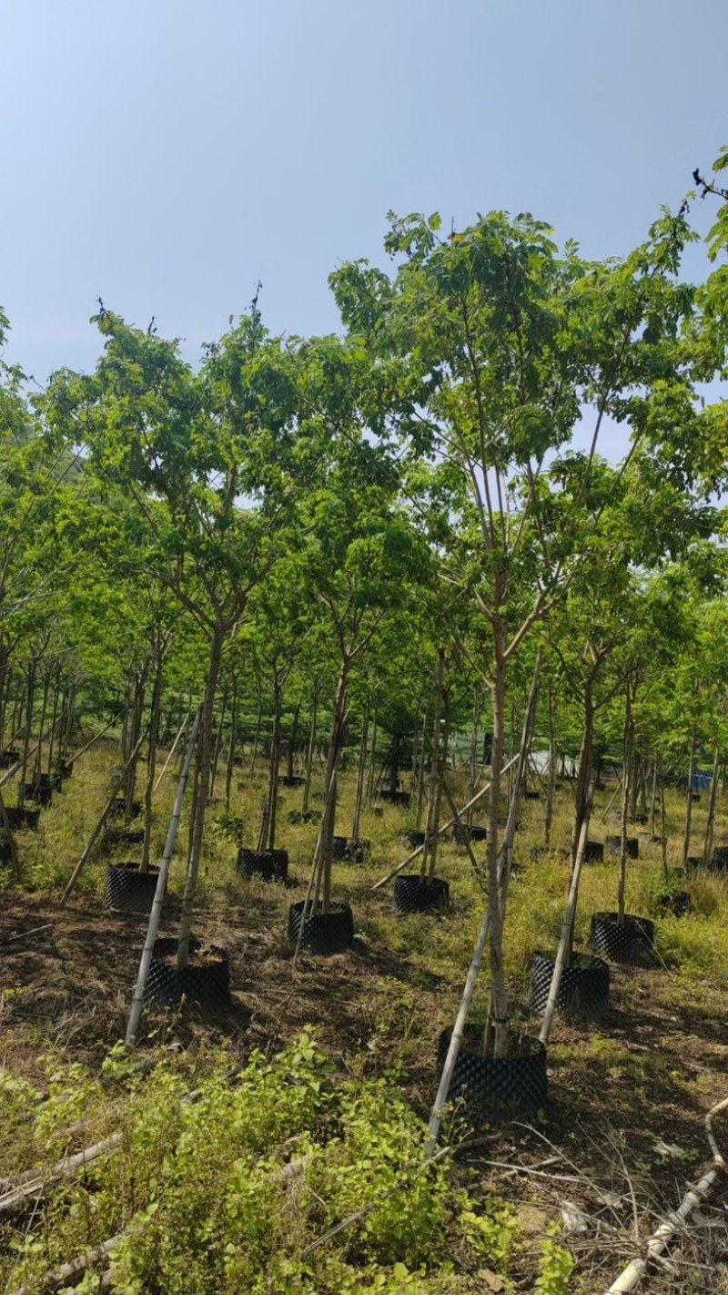 黄槐4～10公分基地直销规格齐全欢迎老板来电咨询合作