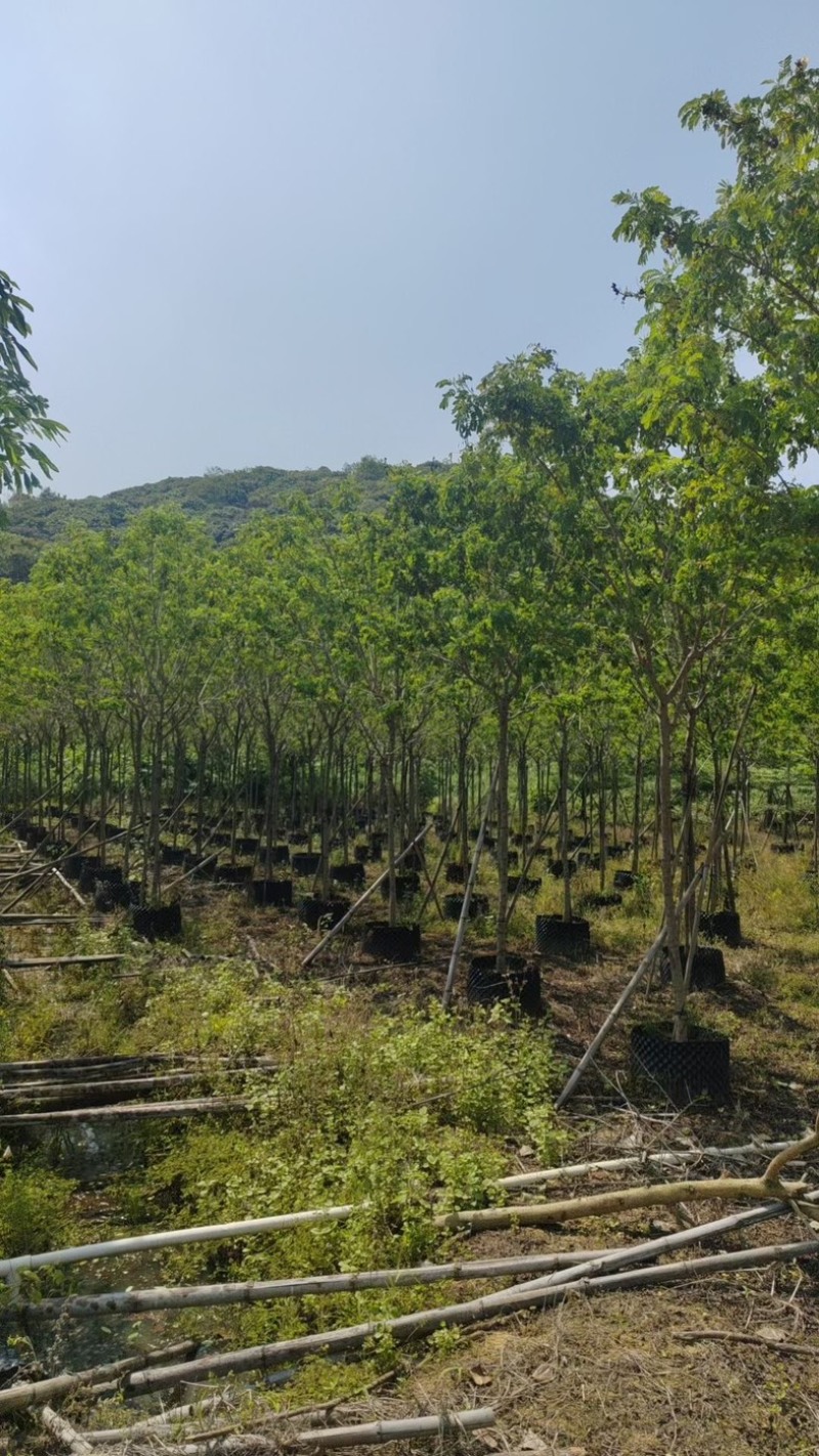 黄槐4～10公分基地直销规格齐全欢迎老板来电咨询合作