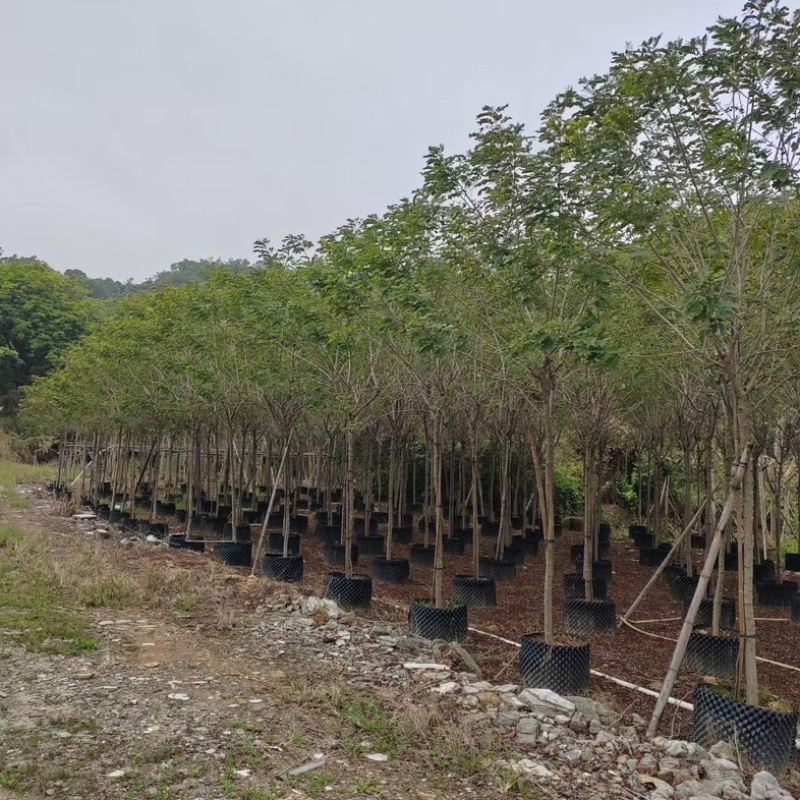 黄槐4～10公分基地直销规格齐全欢迎老板来电咨询合作