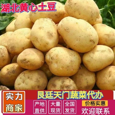 土豆/黄心土豆/湖北土豆/大量上市需要的朋友联系
