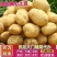 土豆/黄心土豆/湖北土豆/大量上市需要的朋友联系