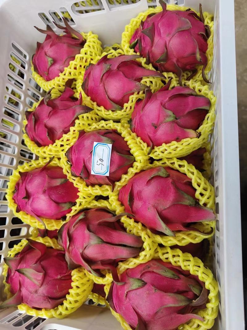 红心火龙果，广东火龙果大量上市一手货源保质保量来电更优惠