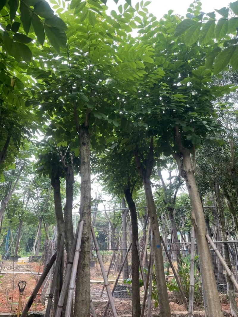 骨架火焰木12～15公分基地直销规格齐全欢迎老板来电