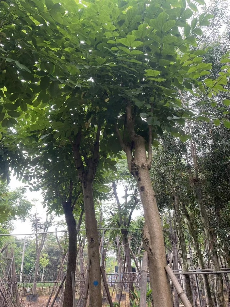 骨架火焰木12～15公分基地直销规格齐全欢迎老板来电