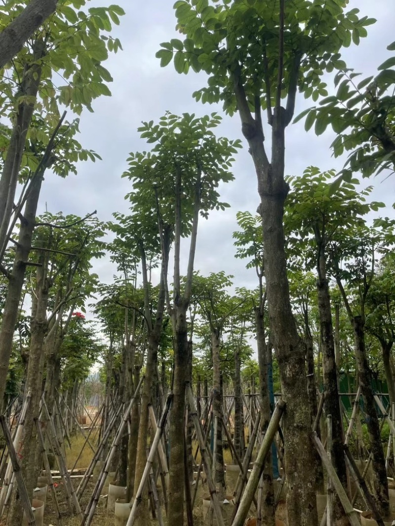 骨架火焰木12～15公分基地直销规格齐全欢迎老板来电