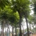 骨架火焰木12～15公分基地直销规格齐全欢迎老板来电