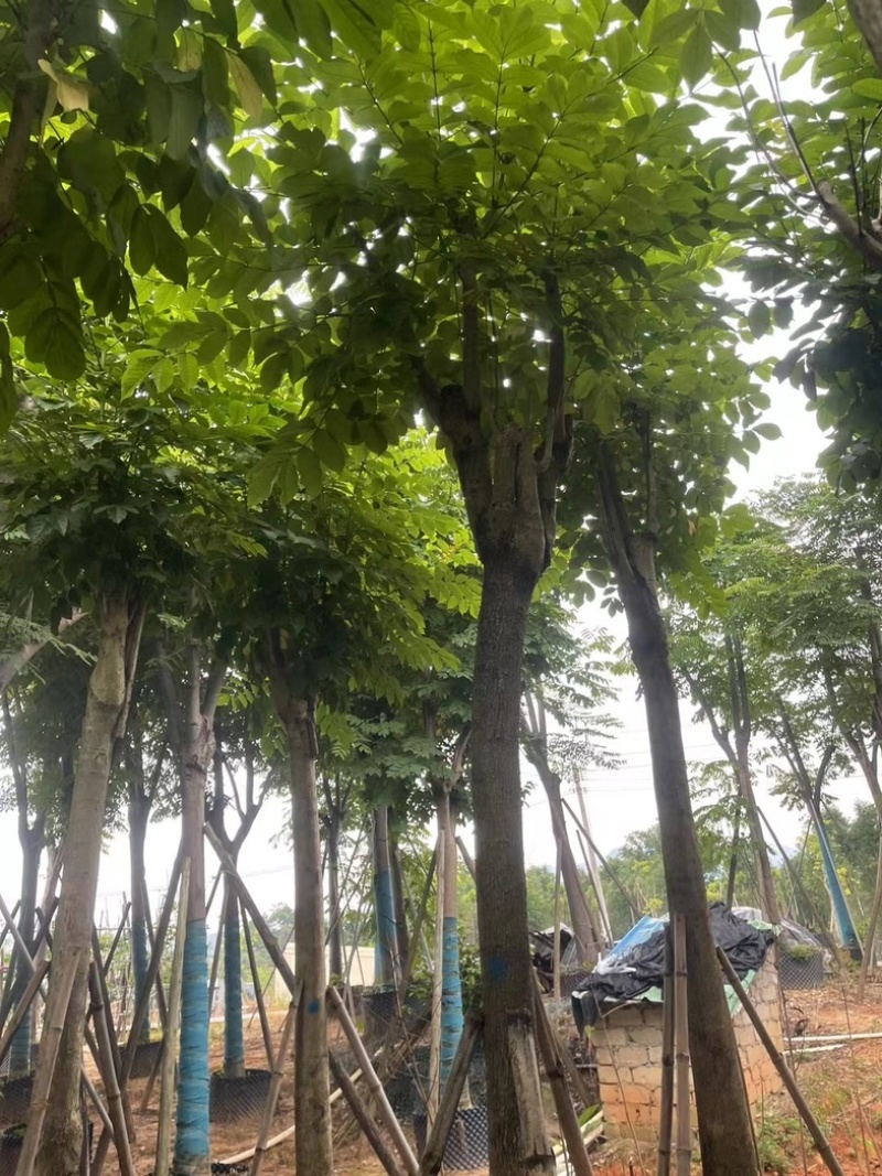 骨架火焰木12～15公分基地直销规格齐全欢迎老板来电