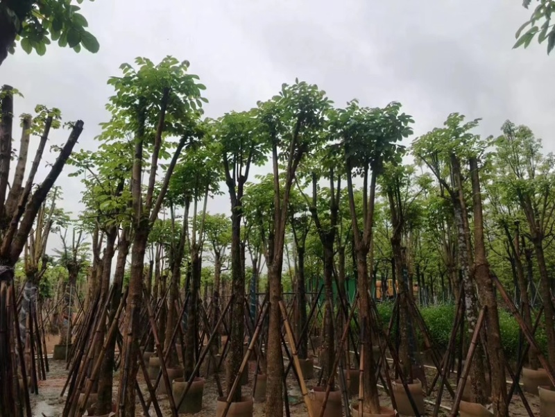 骨架火焰木12～15公分基地直销规格齐全欢迎老板来电