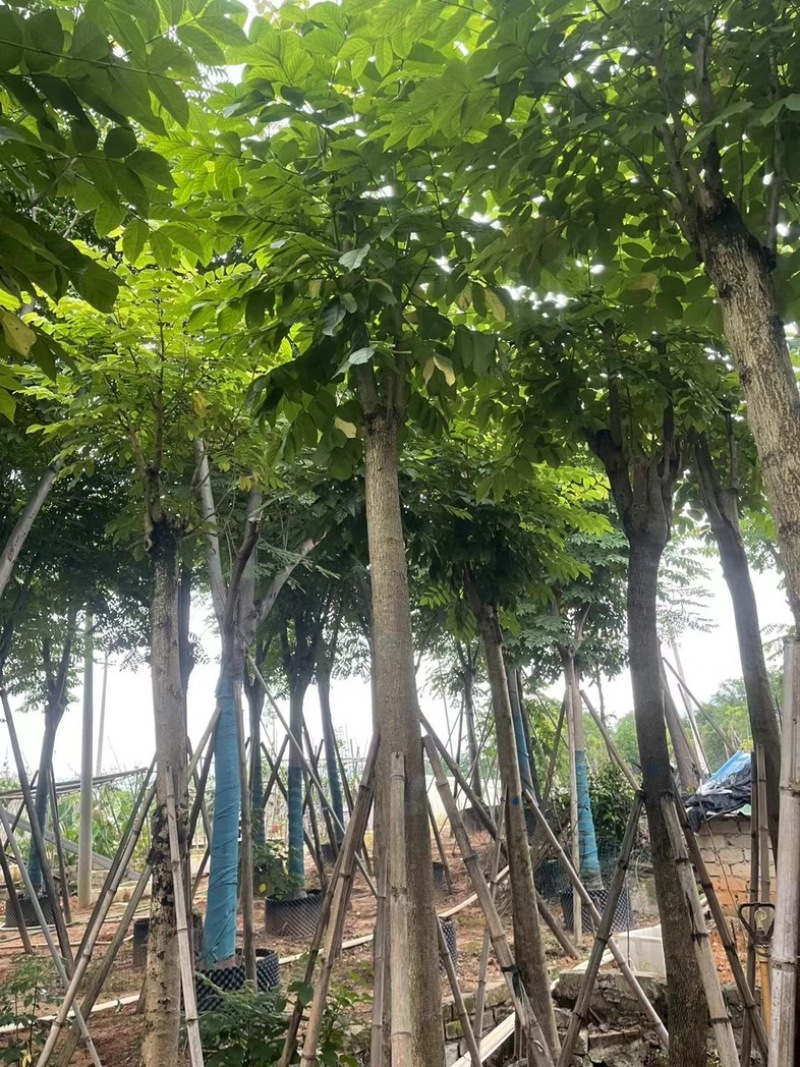 骨架火焰木12～15公分基地直销规格齐全欢迎老板来电