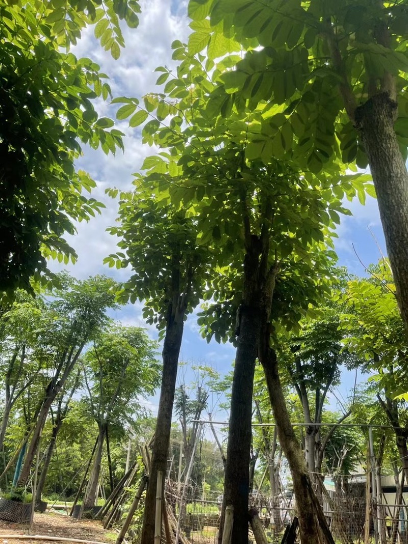 骨架火焰木12～15公分基地直销规格齐全欢迎老板来电