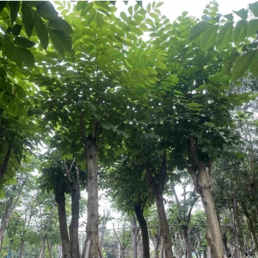 骨架火焰木12～15公分基地直销规格齐全欢迎老板来电