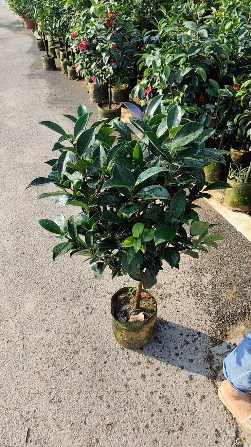 四季茶花80至1米高出售规格齐全欢迎老板来电咨询合作