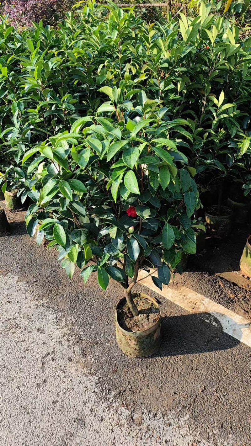 四季茶花80至1米高出售规格齐全欢迎老板来电咨询合作