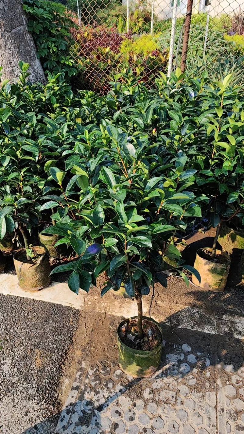 四季茶花80至1米高出售规格齐全欢迎老板来电咨询合作