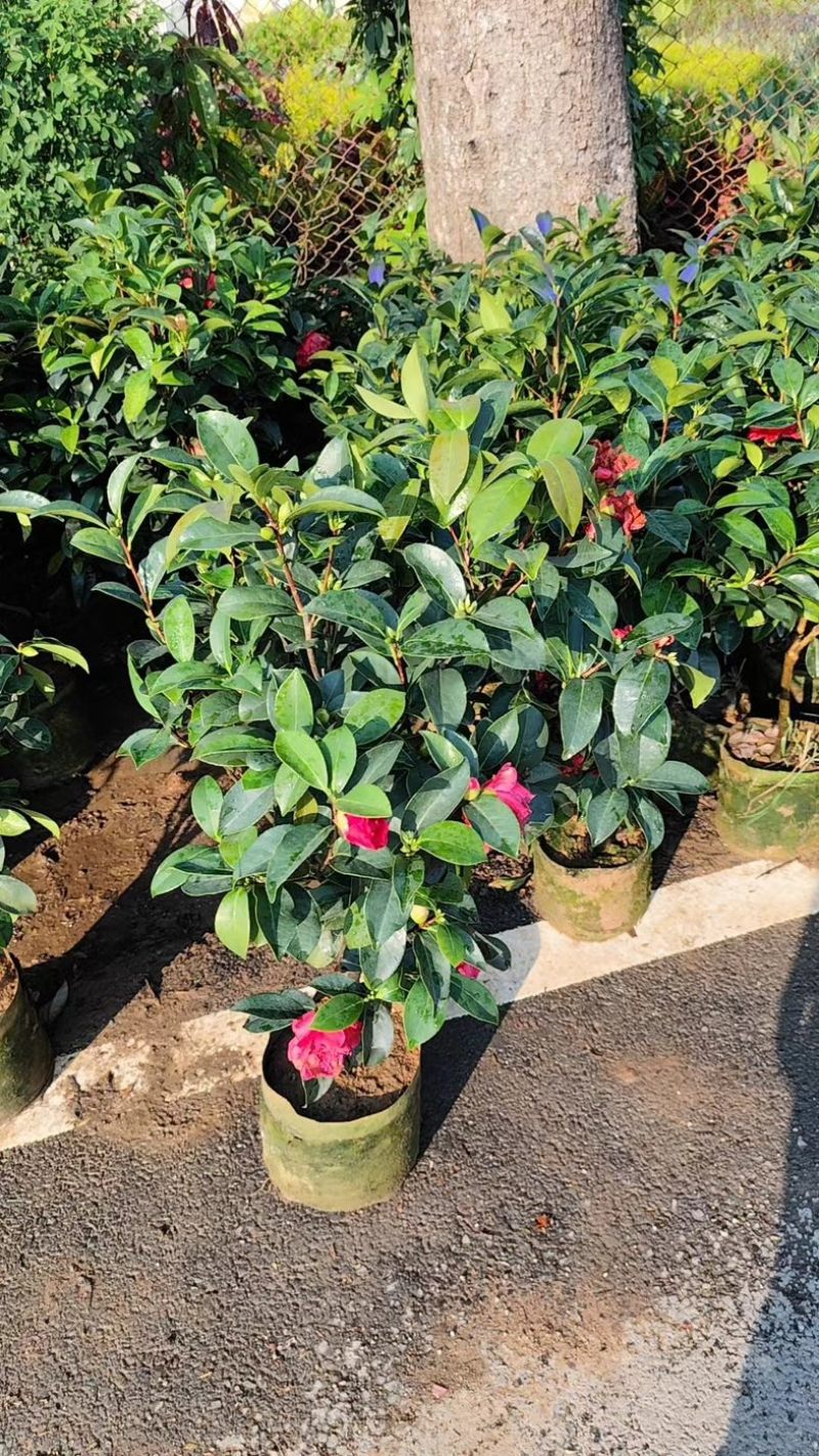 四季茶花80至1米高出售规格齐全欢迎老板来电咨询合作