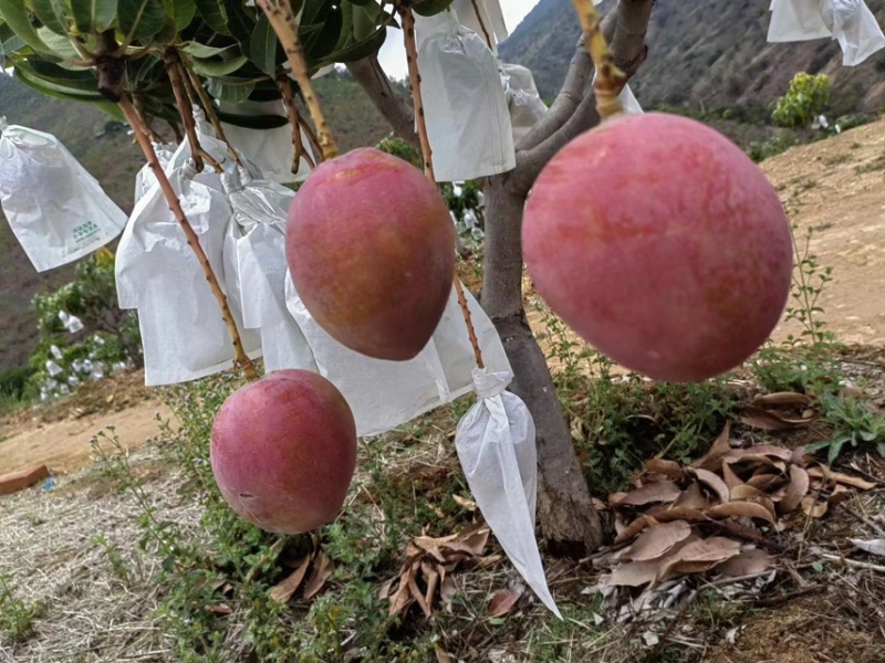 四川产地热龙芒果大量上市产地发货商超品质货源充足