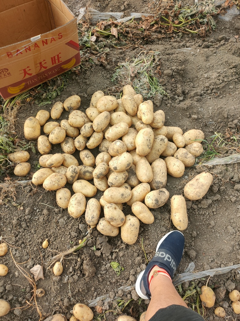 沃土土豆，万亩大棚陆地，基地直发全国各地，电商货，龚垒