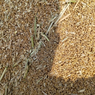 河南地区自然干小麦水分13现场监装支持看货