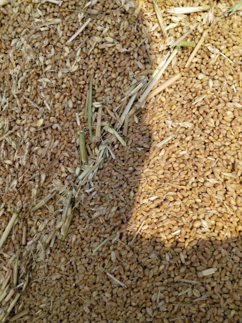 河南地区自然干小麦水分13现场监装支持看货