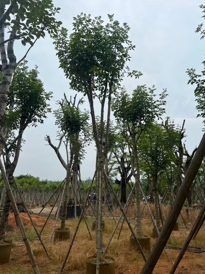 骨架黄花风铃木14～20公分基地直销规格齐全来电咨询