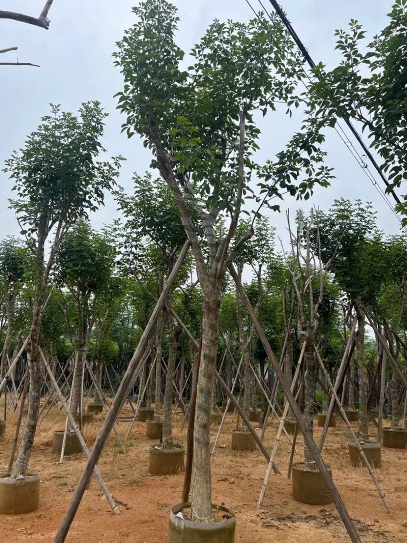 骨架黄花风铃木14～20公分基地直销规格齐全来电咨询