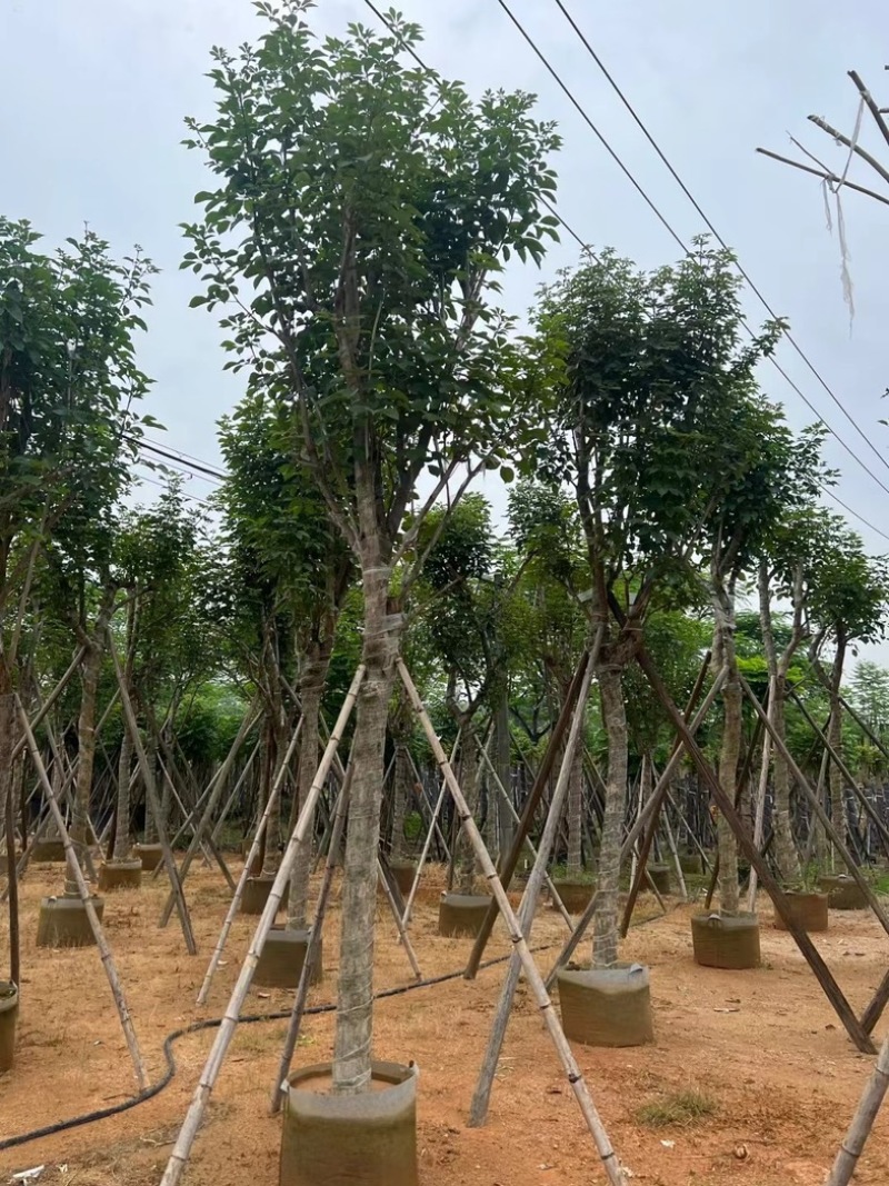骨架黄花风铃木14～20公分基地直销规格齐全来电咨询
