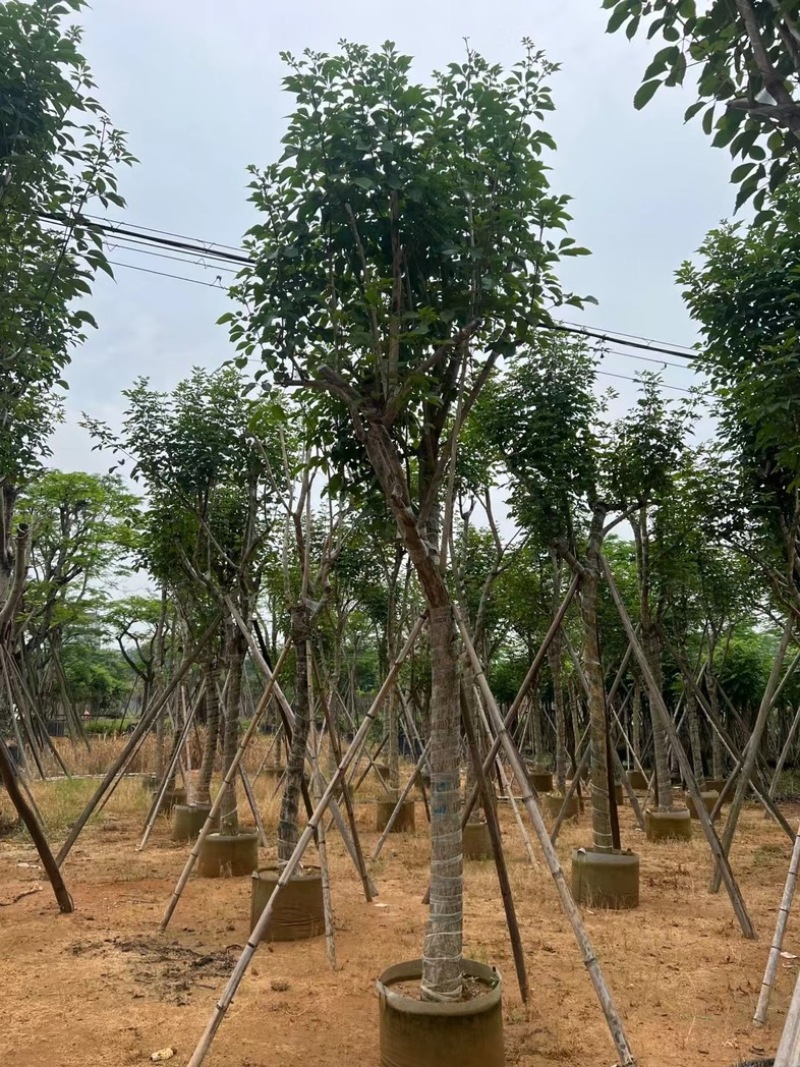 骨架黄花风铃木14～20公分基地直销规格齐全来电咨询
