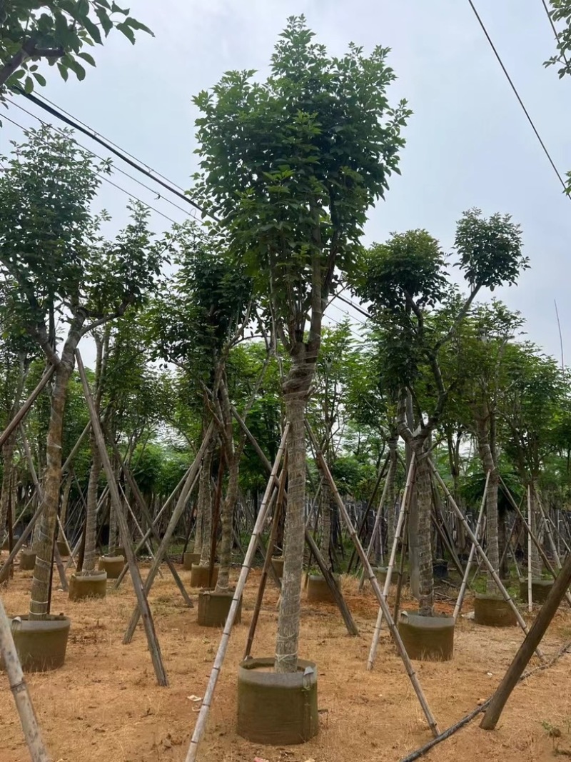 骨架黄花风铃木14～20公分基地直销规格齐全来电咨询