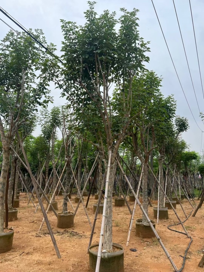 骨架黄花风铃木14～20公分基地直销规格齐全来电咨询
